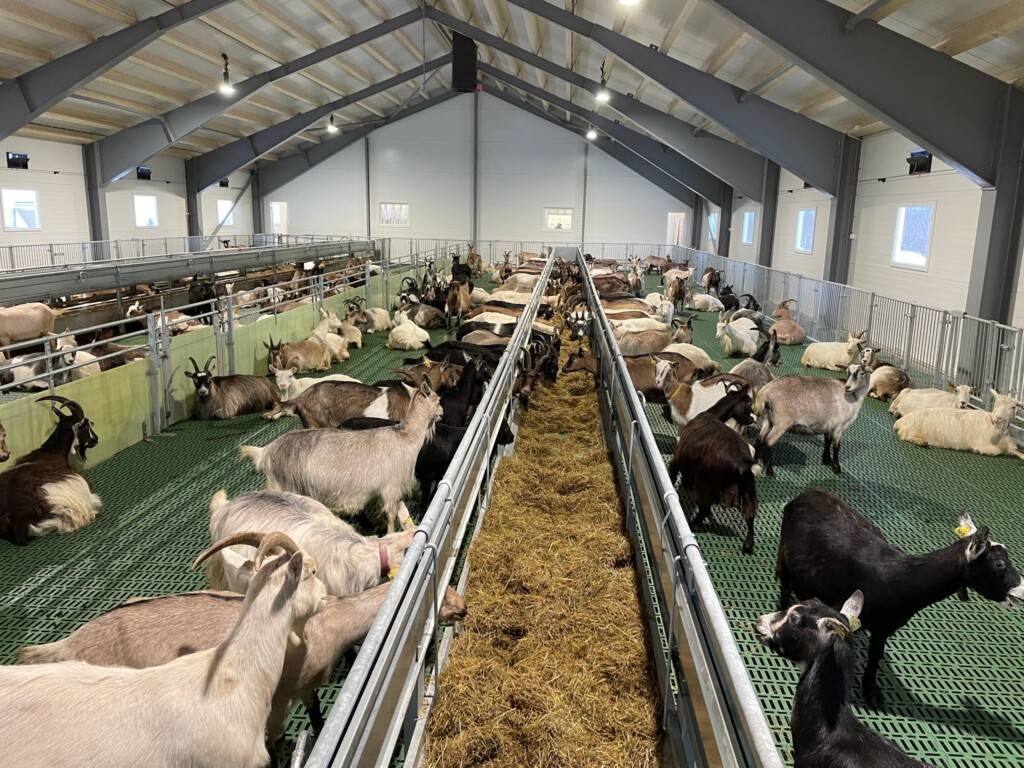 Getstall med MIK Stepper plastgolv. Ada Geertje Gelderblom Both och Jacob Jan Adrianus Gelderblom. Mortenhals i Balsfjord kommun, 2022