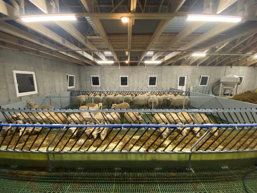 Nytt sauehus i Kopervik