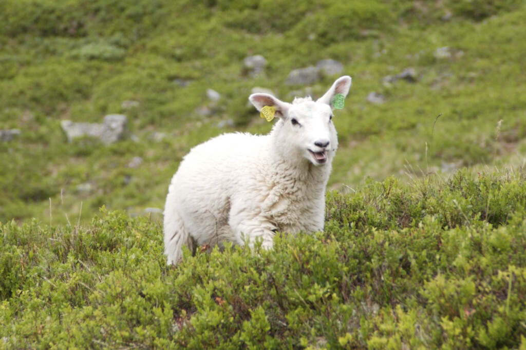 lamm på bete