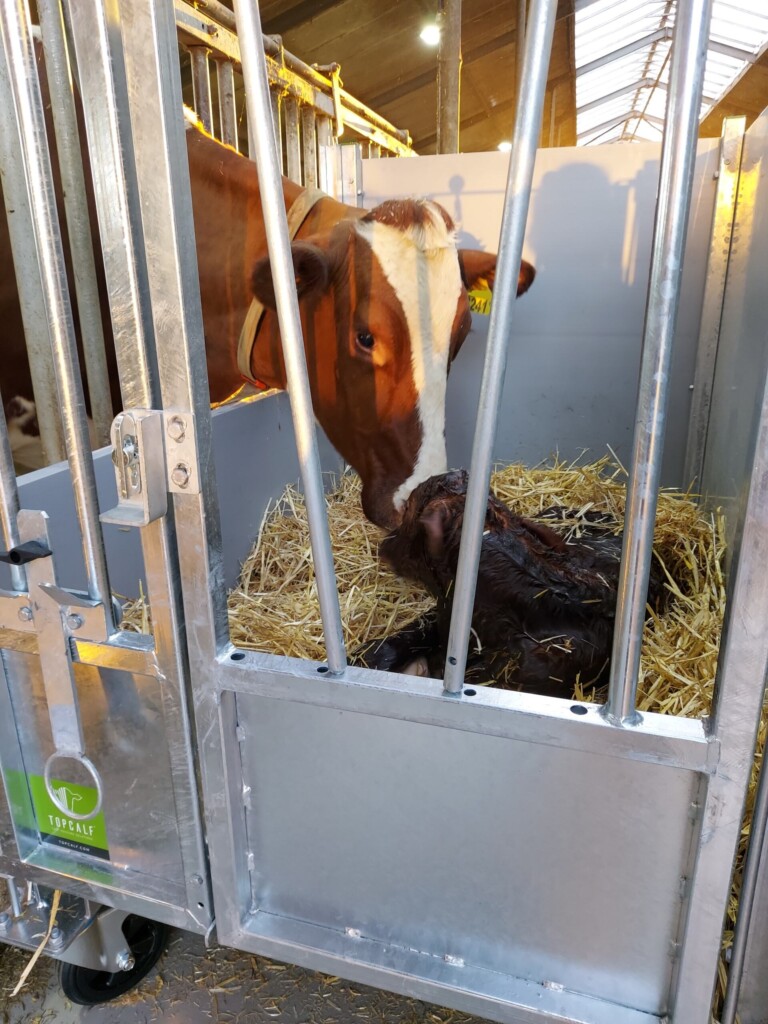Topcalf, kalvinredning