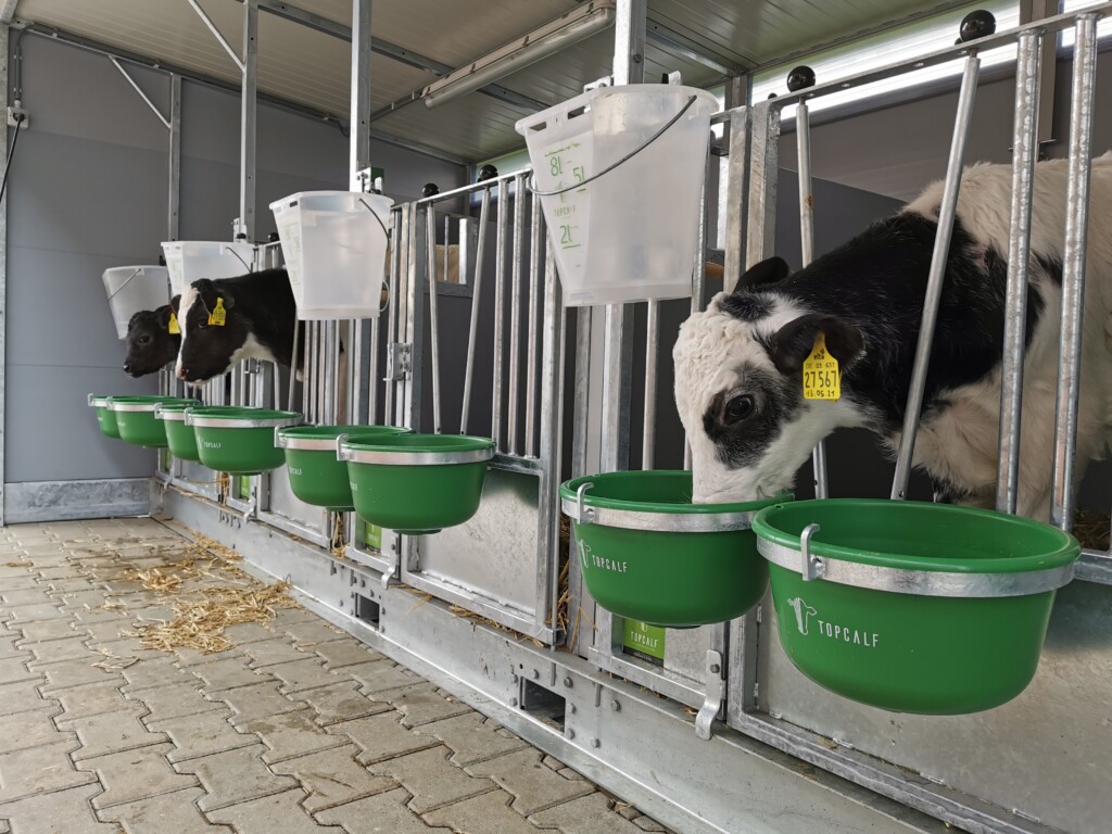 Top Calf, kalvinredning