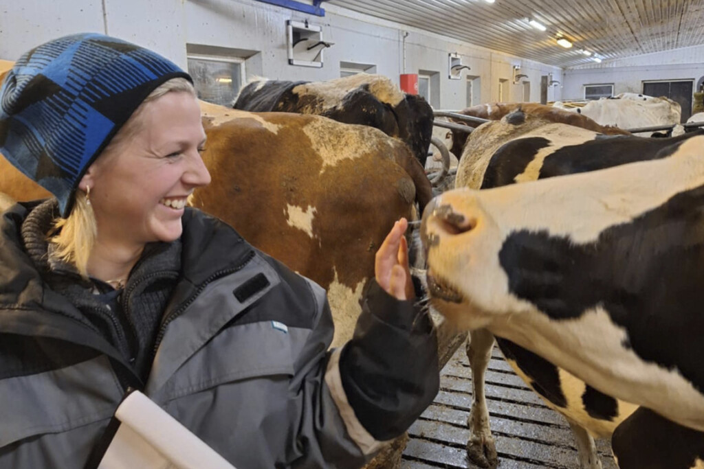Avelsrådgivare Hanne Varhaug Helland sammen med Holstein kor i ett lösdriftsladugård. Foto: privat