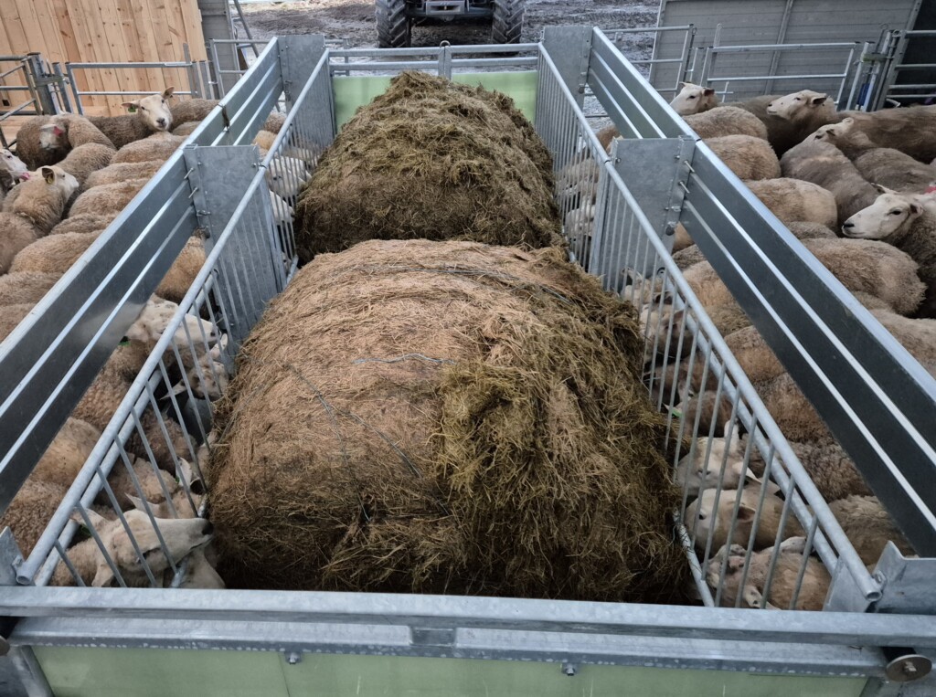 Aptitfoderlåda för får och get