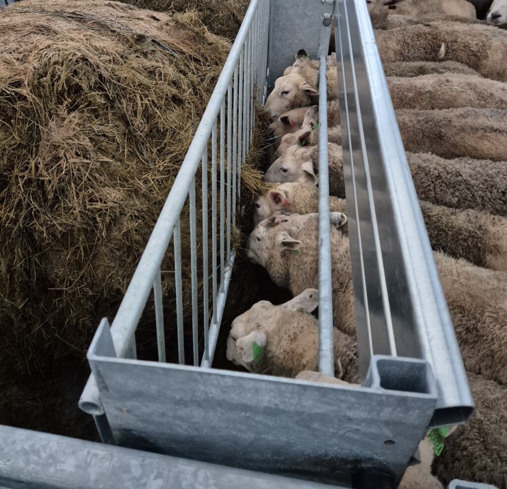 Apetittfôrkasse för får och get