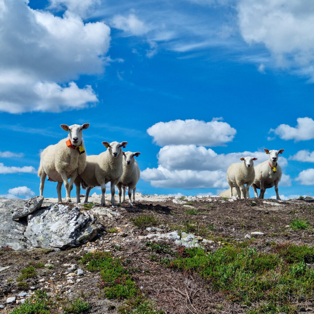 Får på bete i fjellet. Foto: Anders Konglevoll