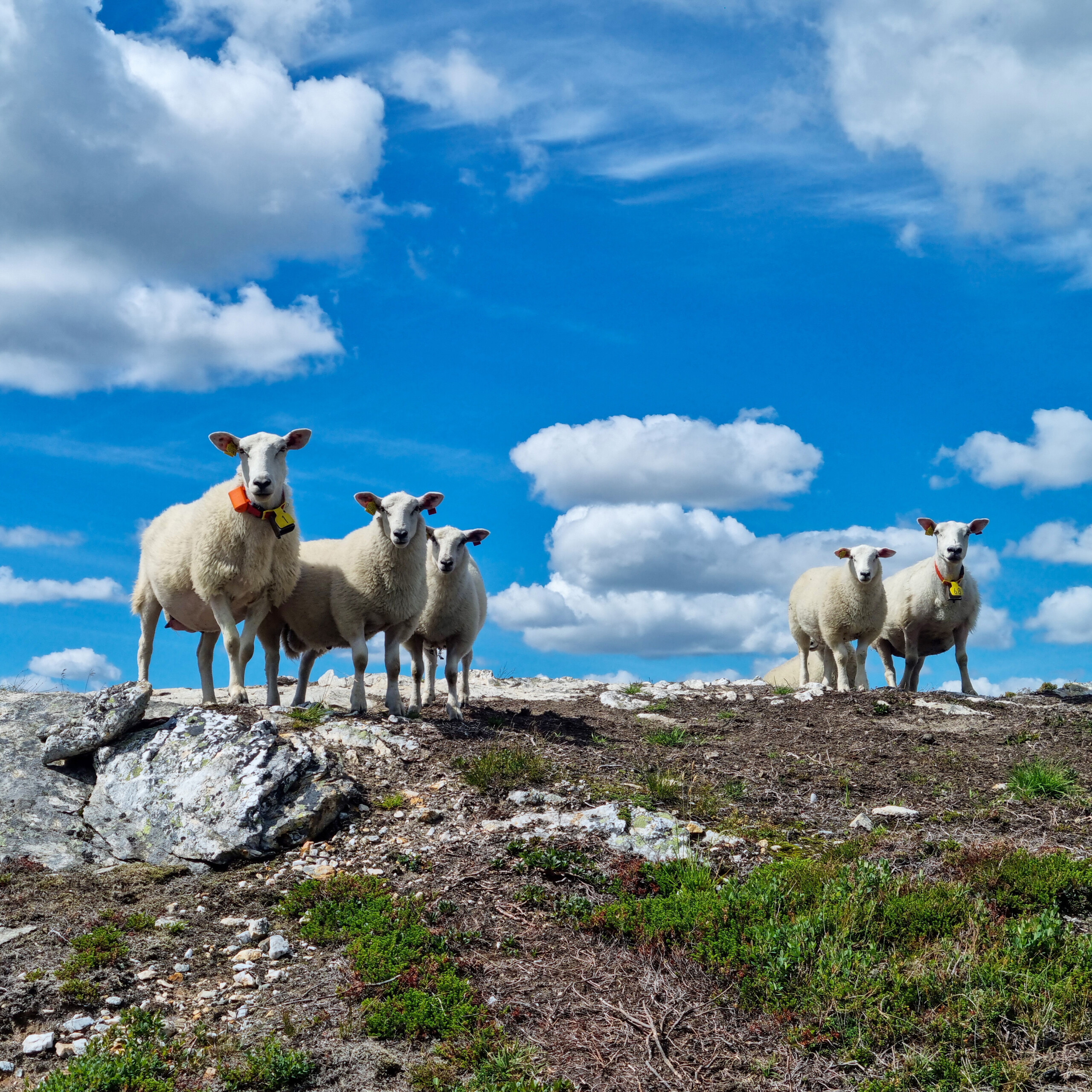 Får på bete i fjället. Foto: Anders Konglevoll