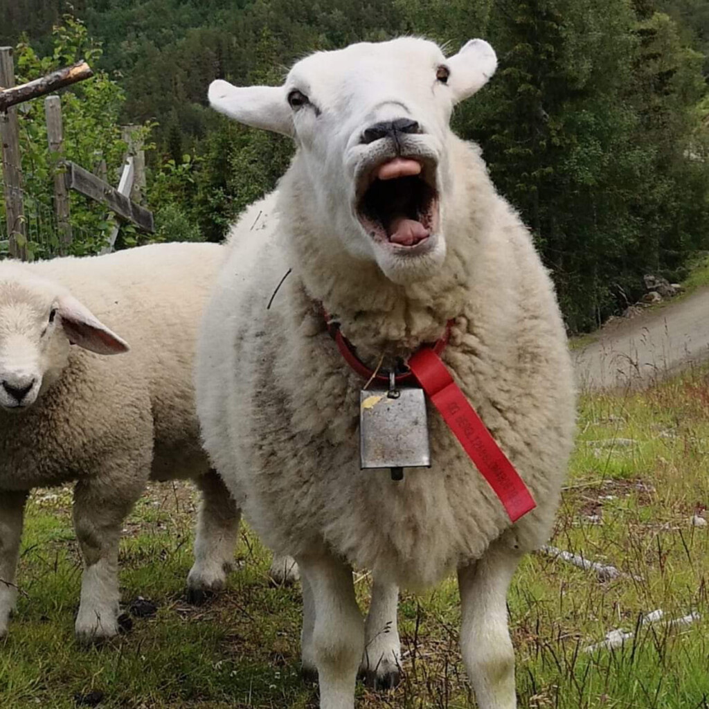 Saueprat: en podcast-serie från Fjössystem Gruppen. Foto: Anders Konglevoll