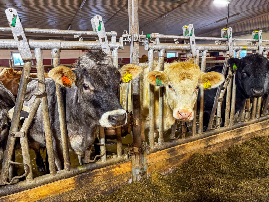 Tyroler Grey och Charolais hos Tore Krogsveen. Fåvang 2025