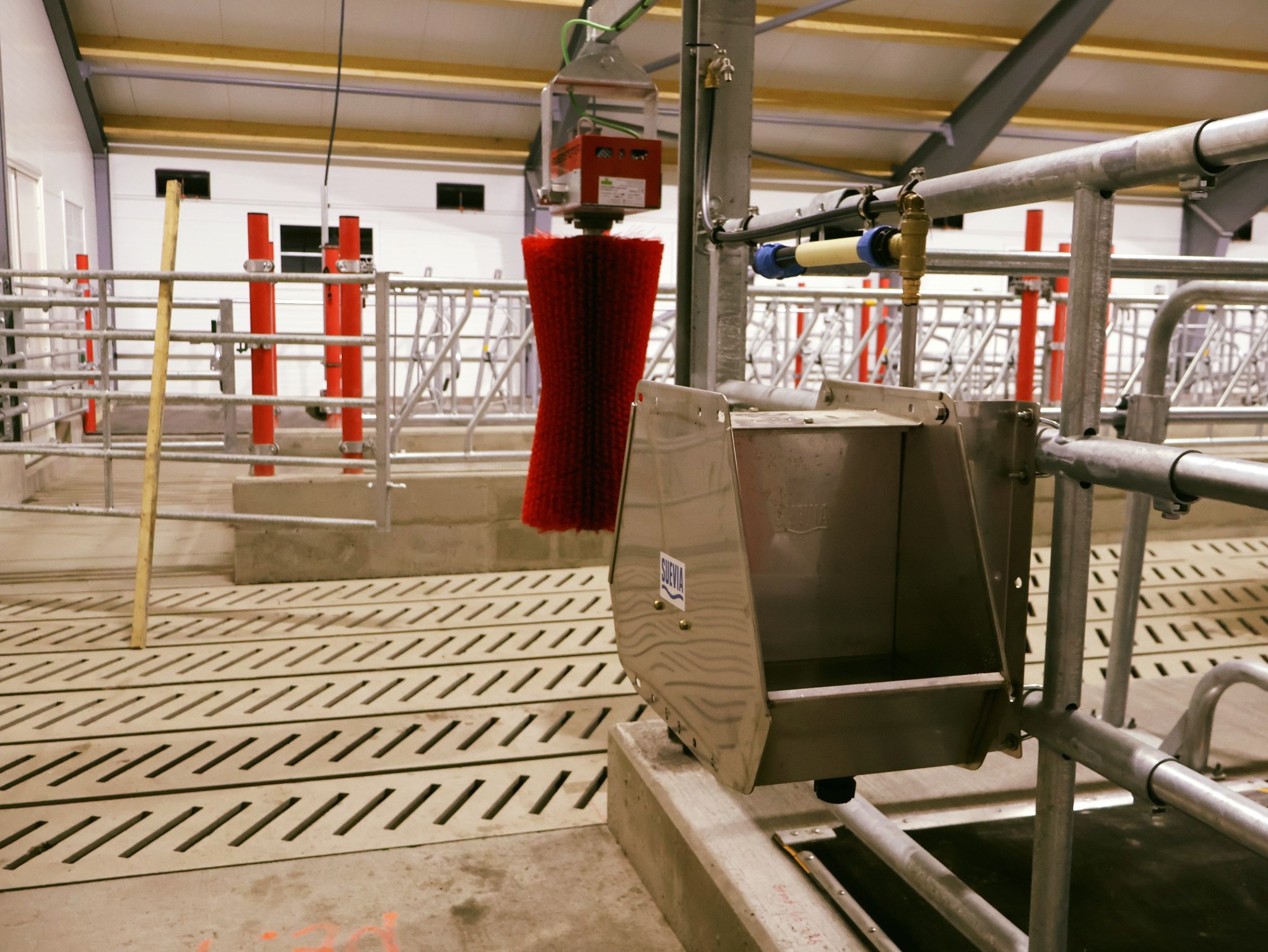 Suevia vattenkopp hos Ola Nesset, Tessanden 2025