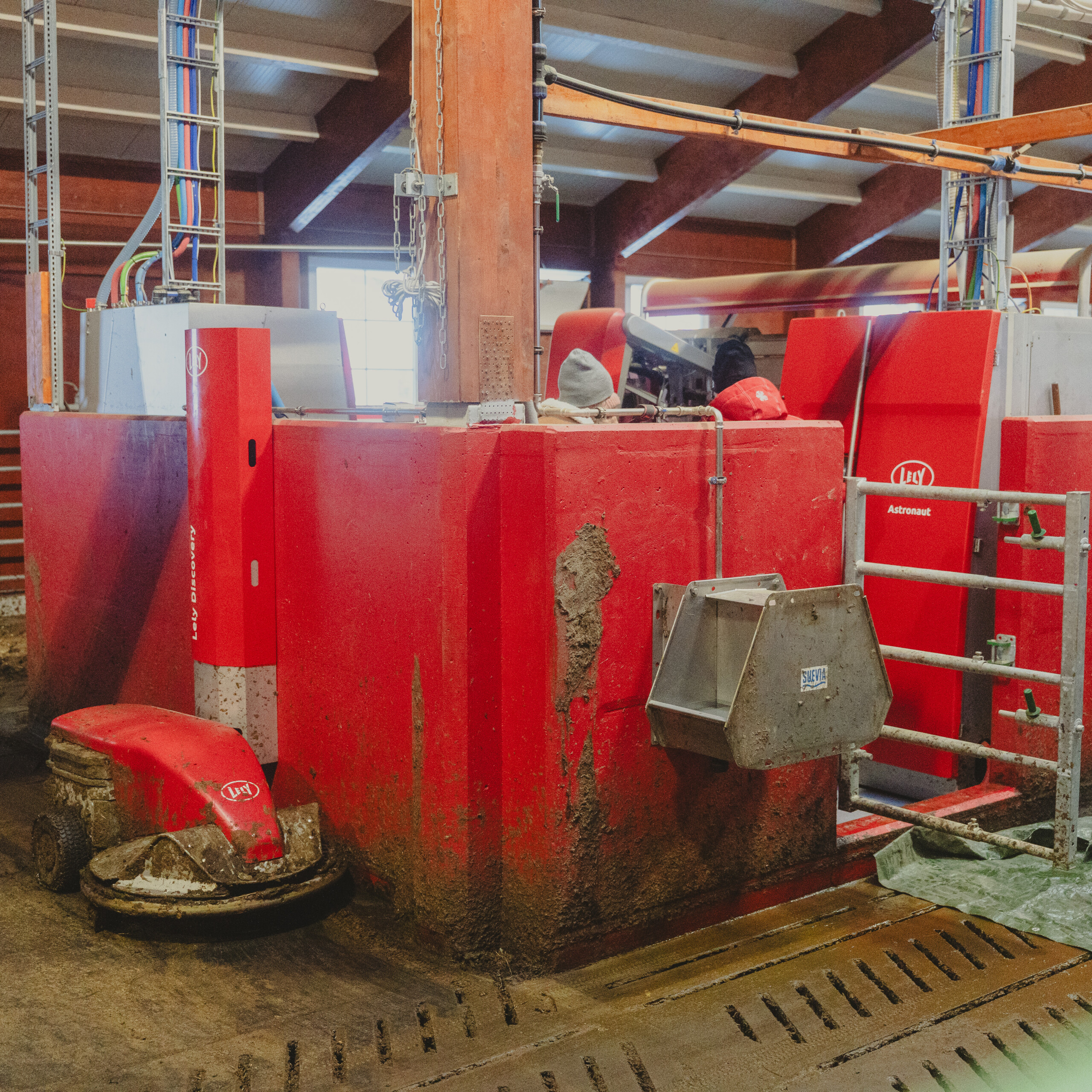 Lely A5, Lely Discovery och Suevia vattenkopp. Sander Rem Haugen, Knut Inge Haugen och Tonje Rem. Ørsta, 2026