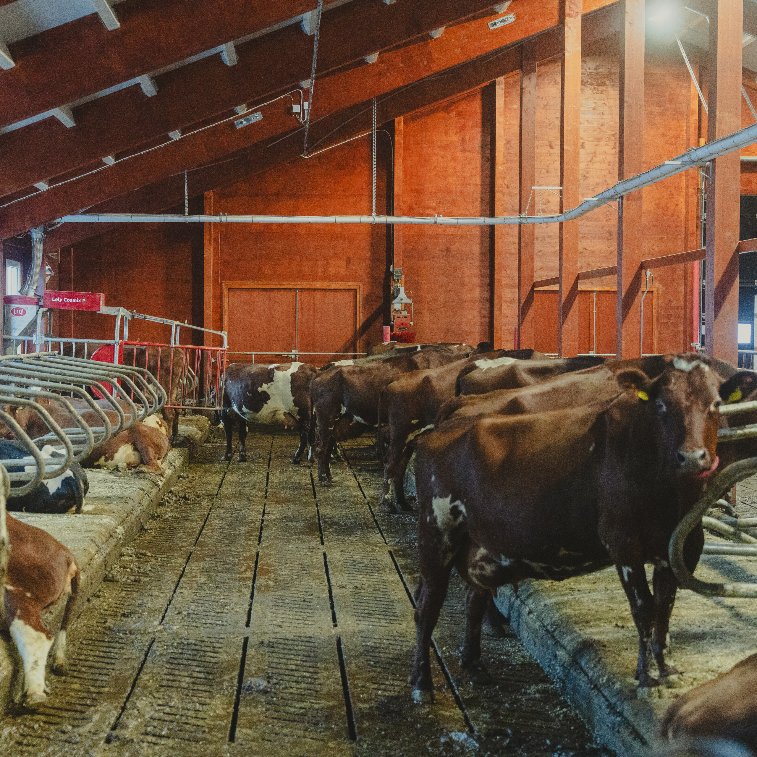 Lely Cosmix och Agricow koborste. To liggbåsrader, massivträ.Sander Rem Haugen, Knut Inge Haugen och Tonje Rem. Ørsta, 2026