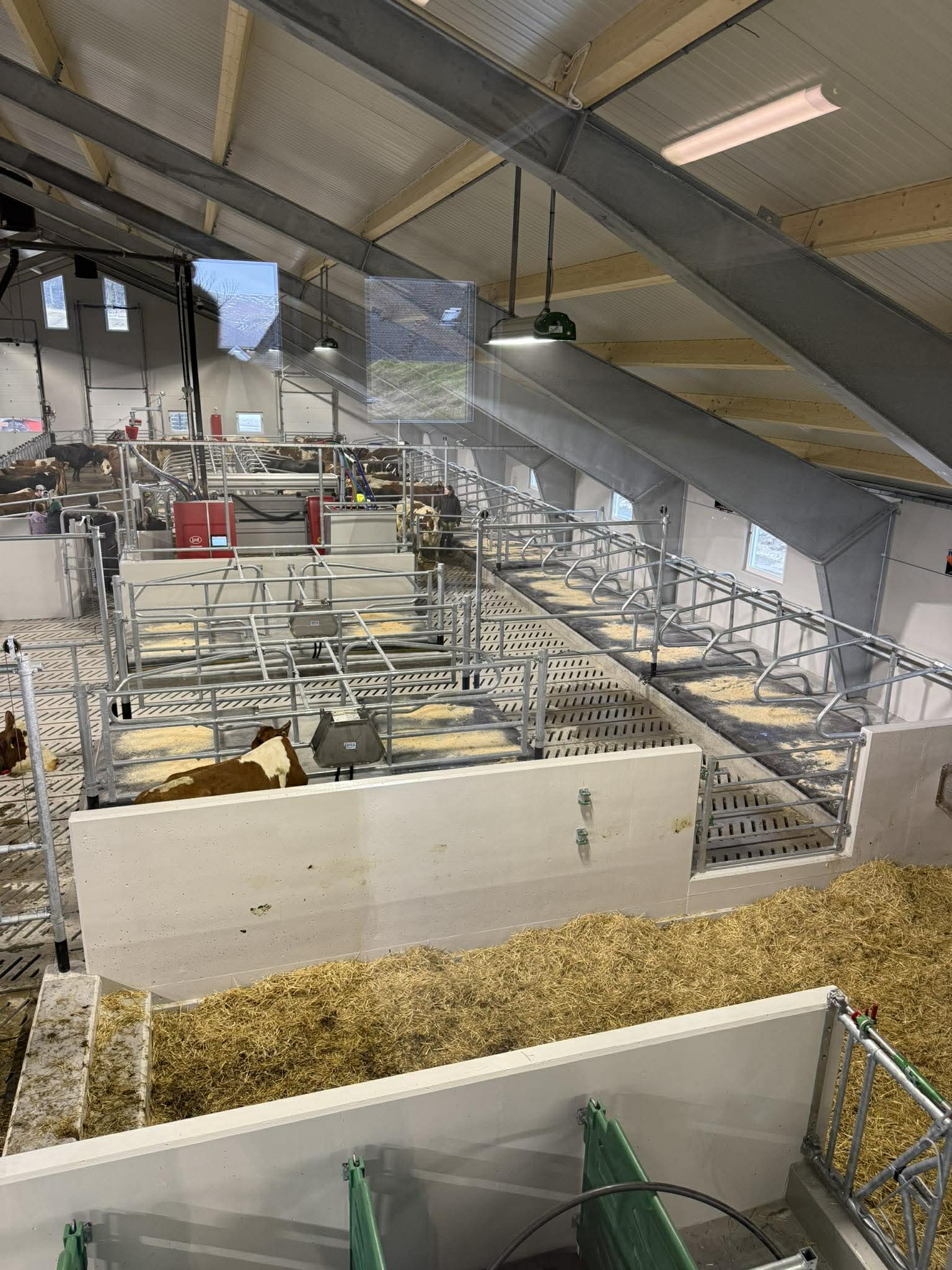 Kalv. Tore Fuglestad. Bjerkreim, 2026