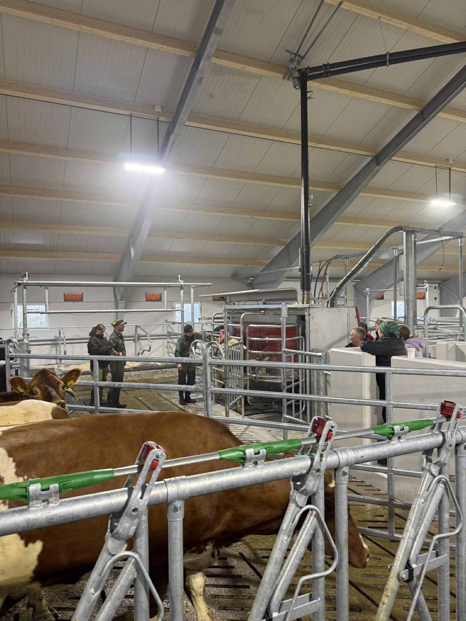 Lely A4 mjölkrobot. Tore Fuglestad. Bjerkreim, 2026