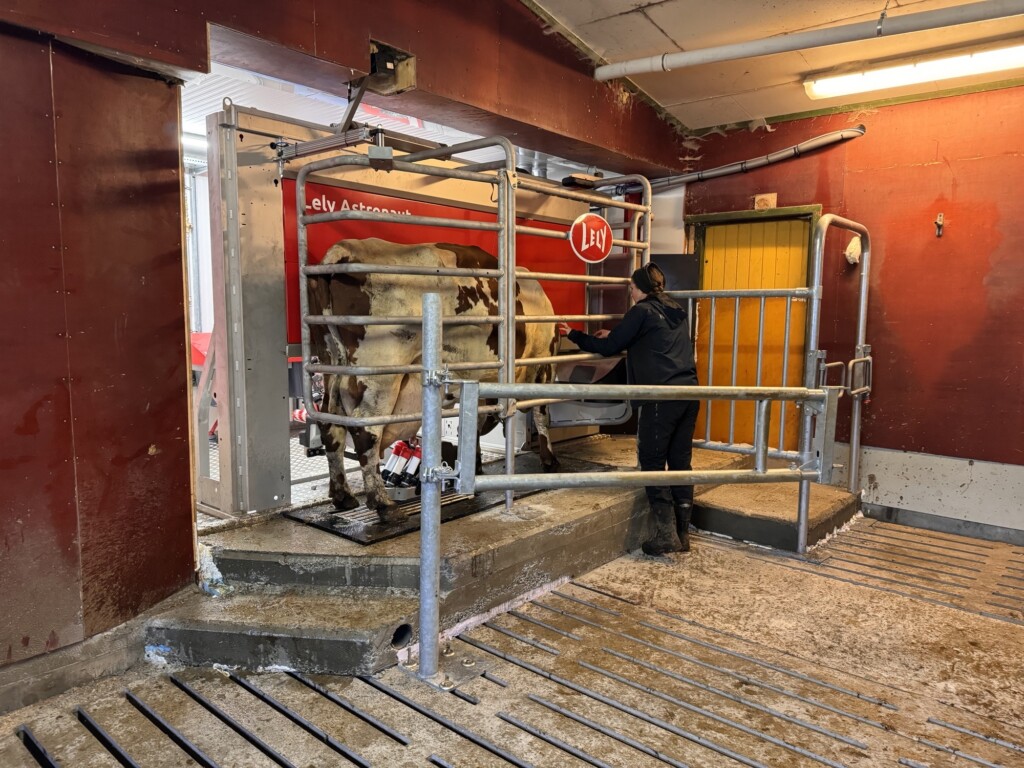 Fäbodbruk med mobil Lely Astronaut mjölkrobot i container