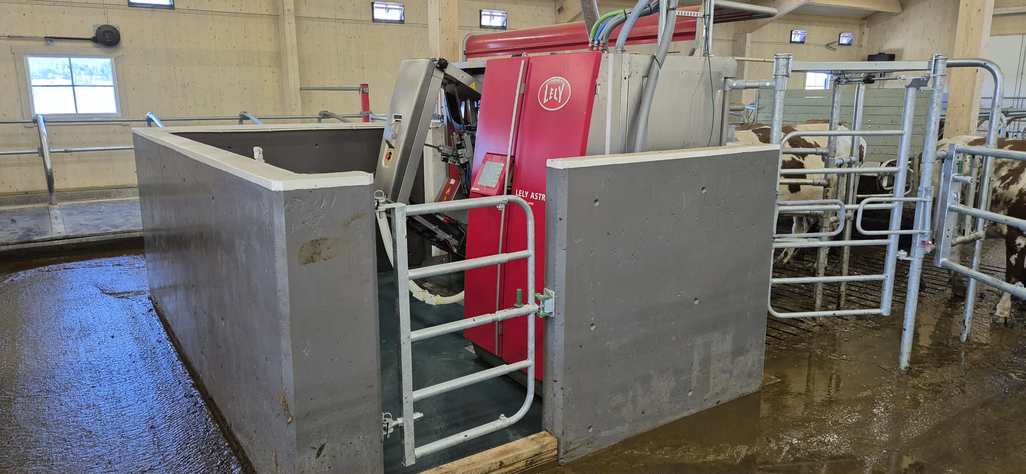 Lely A4 hos Roxana Stangebye. Sigdal, 2026