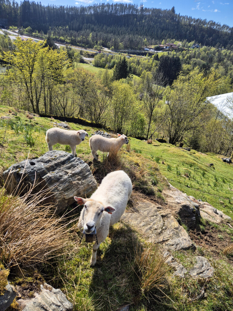 får, fårstall, Voss, Hardanger, Røldal, Suldal, Hjelmeland, Jæren, Rennesøy. 2026