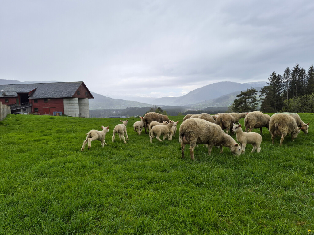 får, fårstall, Voss, Hardanger, Røldal, Suldal, Hjelmeland, Jæren, Rennesøy. 2026