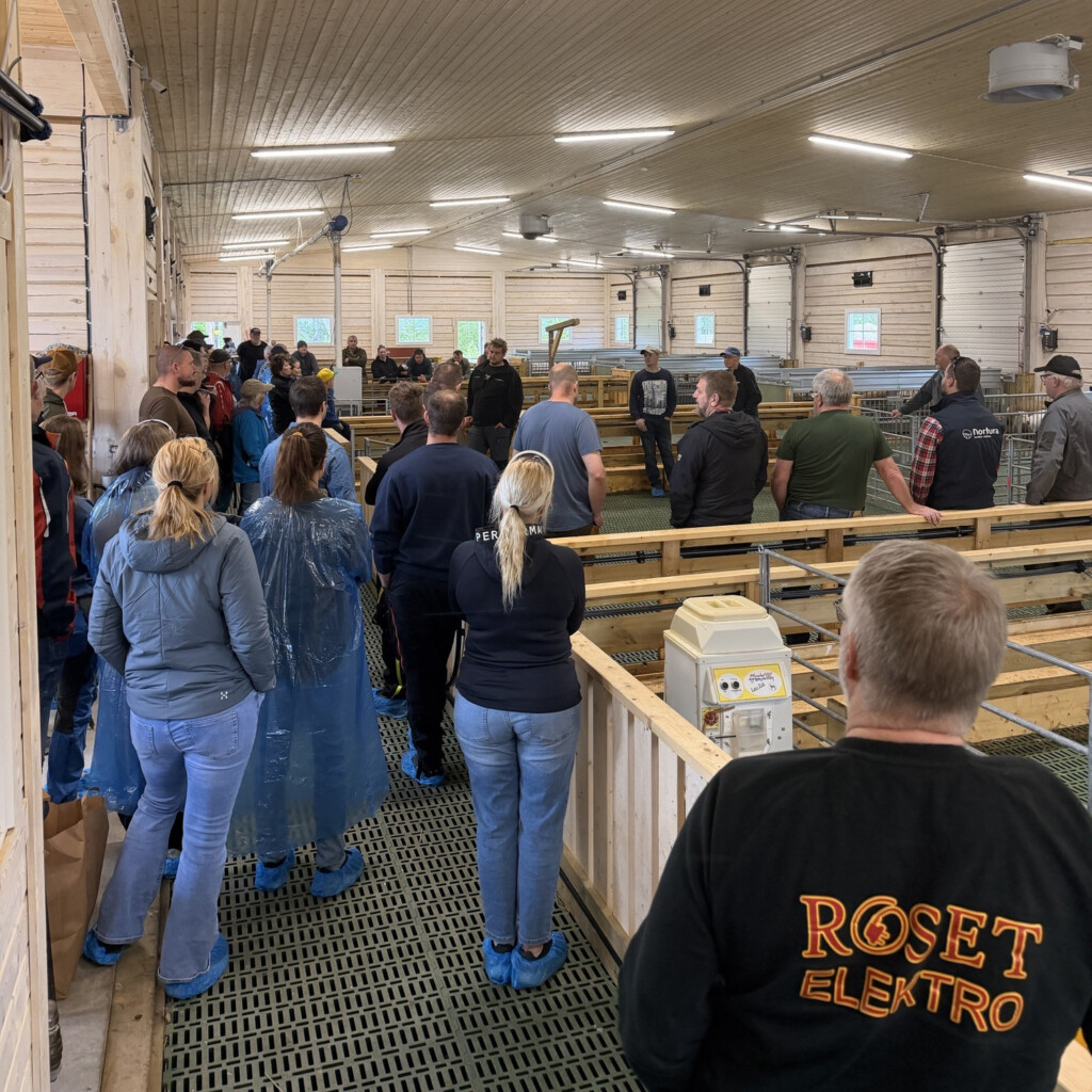 Kristian Stene. Öppet hus. Får, foderkassar, MIK Stepper. Selbu 2026